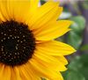 SUNFLOWER.jpg
