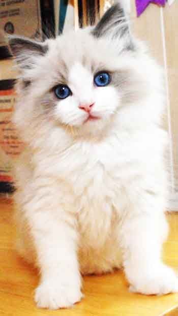 Ragdoll kitten.jpg