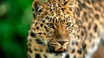 amur_leopard_close_up_(1).jpg