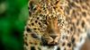 amur_leopard_close_up_(1).jpg