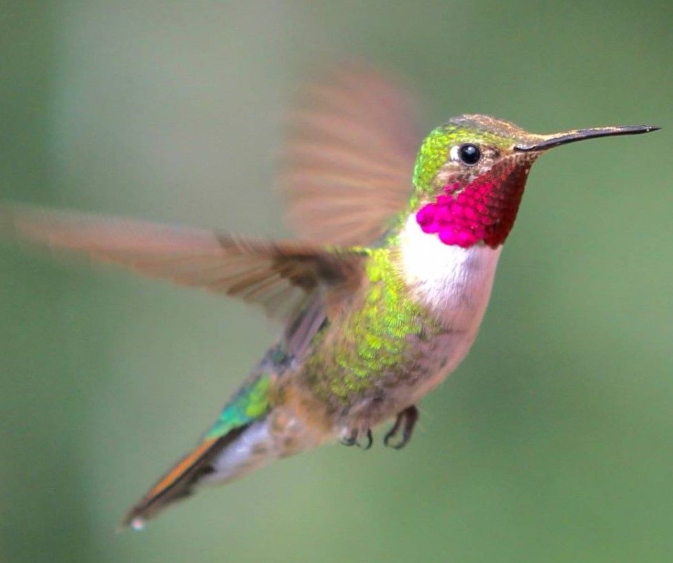 Hummingbird (2).jpg