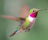 Hummingbird (2).jpg