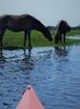 Assateaque Kayaking July 2015 (3).jpg