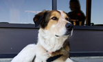 Profile (Community Member)