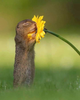 Squirrel smelling daisy..png