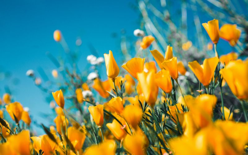 california-poppies.jpg