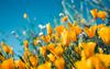 california-poppies.jpg