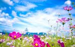 spring flowers 2.jpg