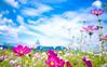 spring flowers 2.jpg