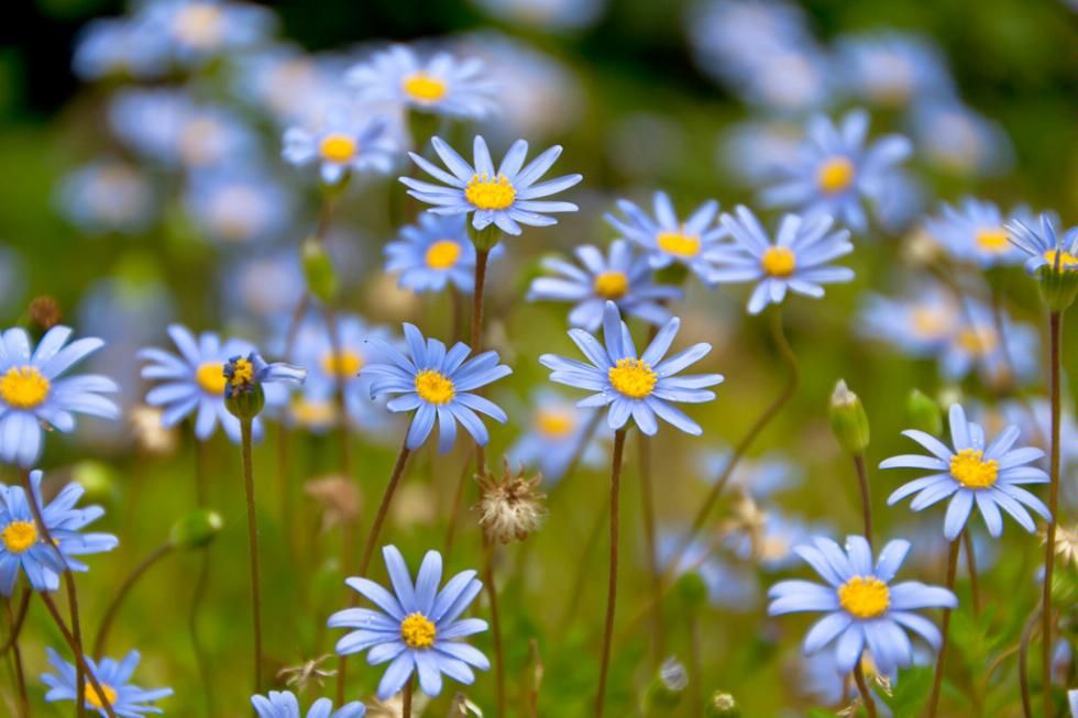 spring flowers 3.jpg