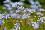 spring flowers 3.jpg