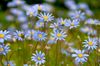 spring flowers 3.jpg