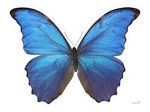 blue butterfly.jpg
