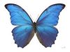 blue butterfly.jpg