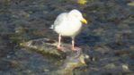 Seagull stands guard on his salmon