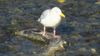 Seagull stands guard on his salmon