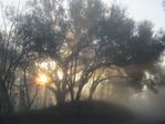 Sun rises behind trees