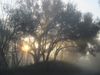 Sun rises behind trees