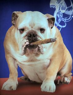 76d48454d93d5f1aa1ea093ce7869b54--electronic-cigarettes-vapor-cigarettes[1].jpg
