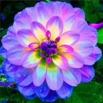 Flower.jpg