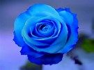blue rose.jpg