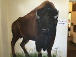 buffalo.jpg