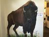 buffalo.jpg