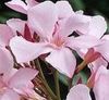 picture flower.jpg