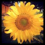 SunflowerOKPioneerWoman.jpg
