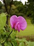ScottishSweetPea080605.jpg