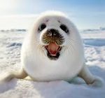 Baby Seal.jpg
