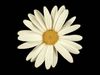 fibonacci_daisy.jpg