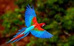 colorful bird.jpg