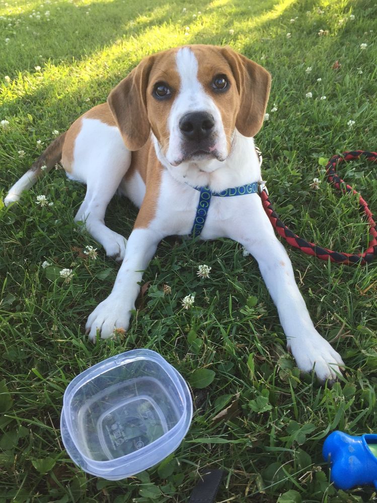 Daisy 1.jpg