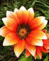 Orange Flower.jpg