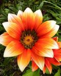 Orange Flower.jpg