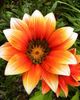 Orange Flower.jpg