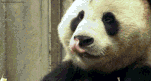 panda.gif