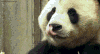 panda.gif