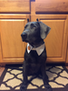 baxter.png