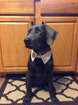 baxter.png