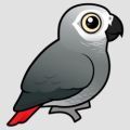 greyparrot.jpg