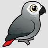 greyparrot.jpg