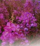 Fireweed close up.png