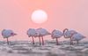 EuropeanFlamingo_EN-US11283971815_1920x1200.jpg