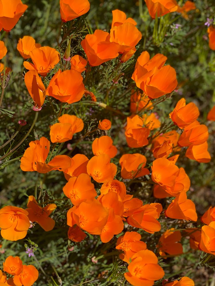 poppies_2023_9.jpg