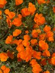 poppies_2023_9.jpg