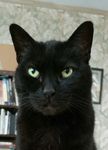 Profile (macdill)