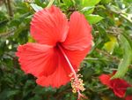 Red_Hibiscus_in_Chennai_during_Spring.JPG