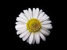220px-Daisy_Gänseblümchen_Bellis_perennis_01.jpg